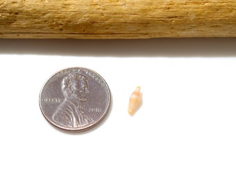 SUPER Tiny / Primovula tigris / Cute tiny shell / Japanese sea shell / 100% Genuine & Natural ＃S-26