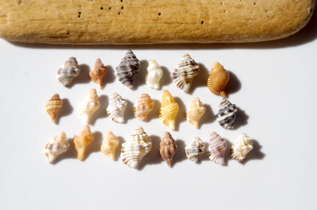 Various Sea Snail / Japanese Spiral Shell / Sea Shells / 100% Natural ...