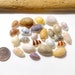 see more listings in the Sea shells section