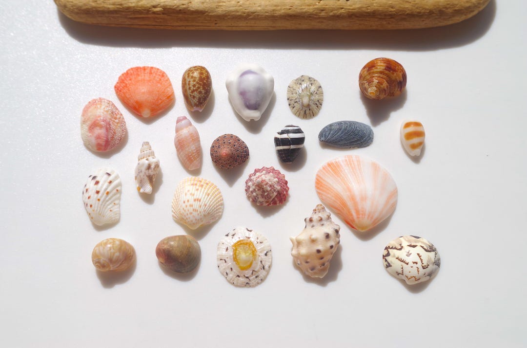 Various Japanese Shell / Sea Shells / 100% Natural & Genuine / for ...