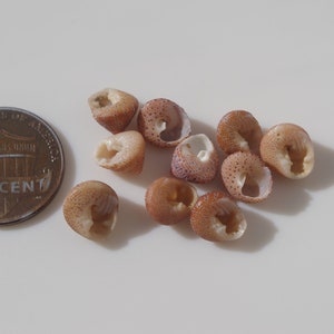 Tiny Beautiful clanculus / Clanculus margaritarius / Japanese sea shells / 100 Natural Genuine Z-54 Bild 5