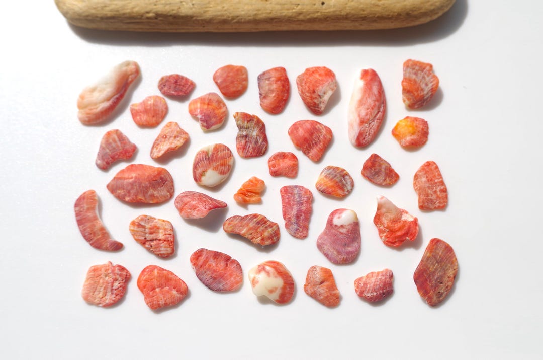 Shell Flakes Natural Shell Flakes / Japanese Sea Shells / 100% Genuine & Natural #M ...