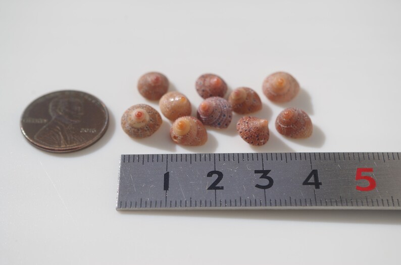 Tiny Beautiful clanculus / Clanculus margaritarius / Japanese sea shells / 100 Natural Genuine Z-54 image 3
