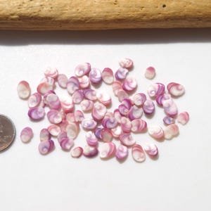 以下が含まれることがあります： 白い表面に散らばった、小さなピンクと紫の貝殻のコレクション。螺旋模様があります。サイズの比較のために貝殻の隣にペニーがあり、流木が上部にあります。