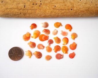 Small Size / Japanese sea shells / Japanese Pecten / 100％ Genuine #D-65