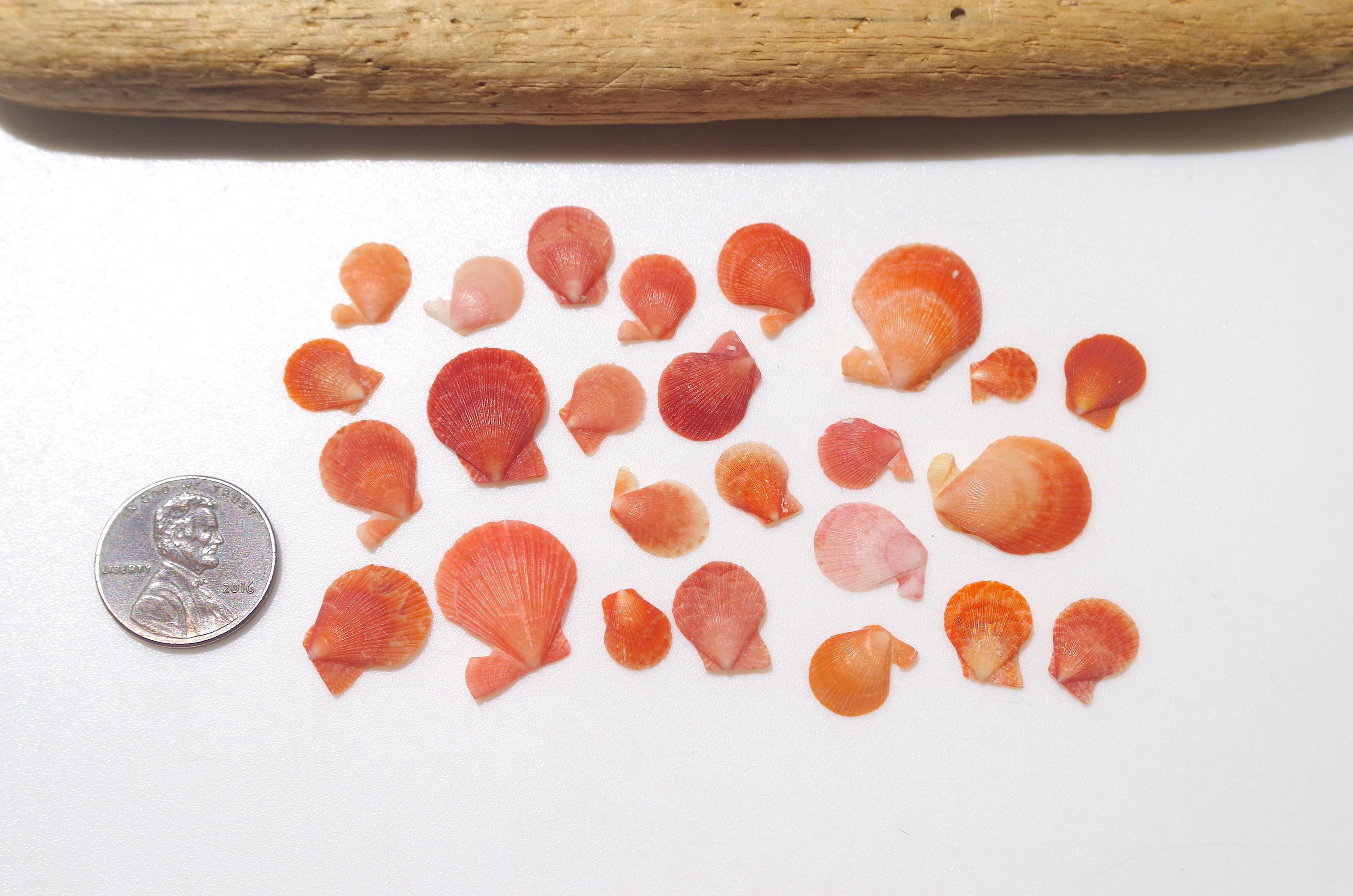 Red Shell Seeds RARE Red Color / Japanese Sea Shells / Japanese Pecten / 100% Genuine # ...