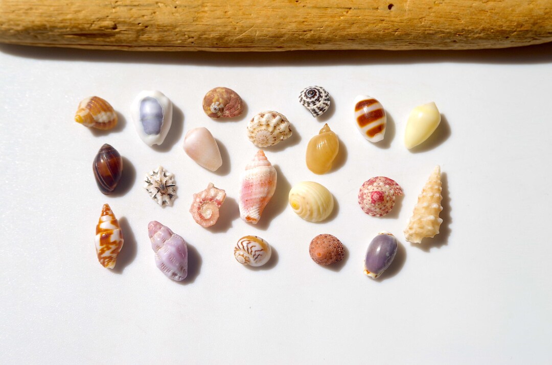 RARE / Various Japanese Shell / Sea Shells / 100% Natural & Genuine ...