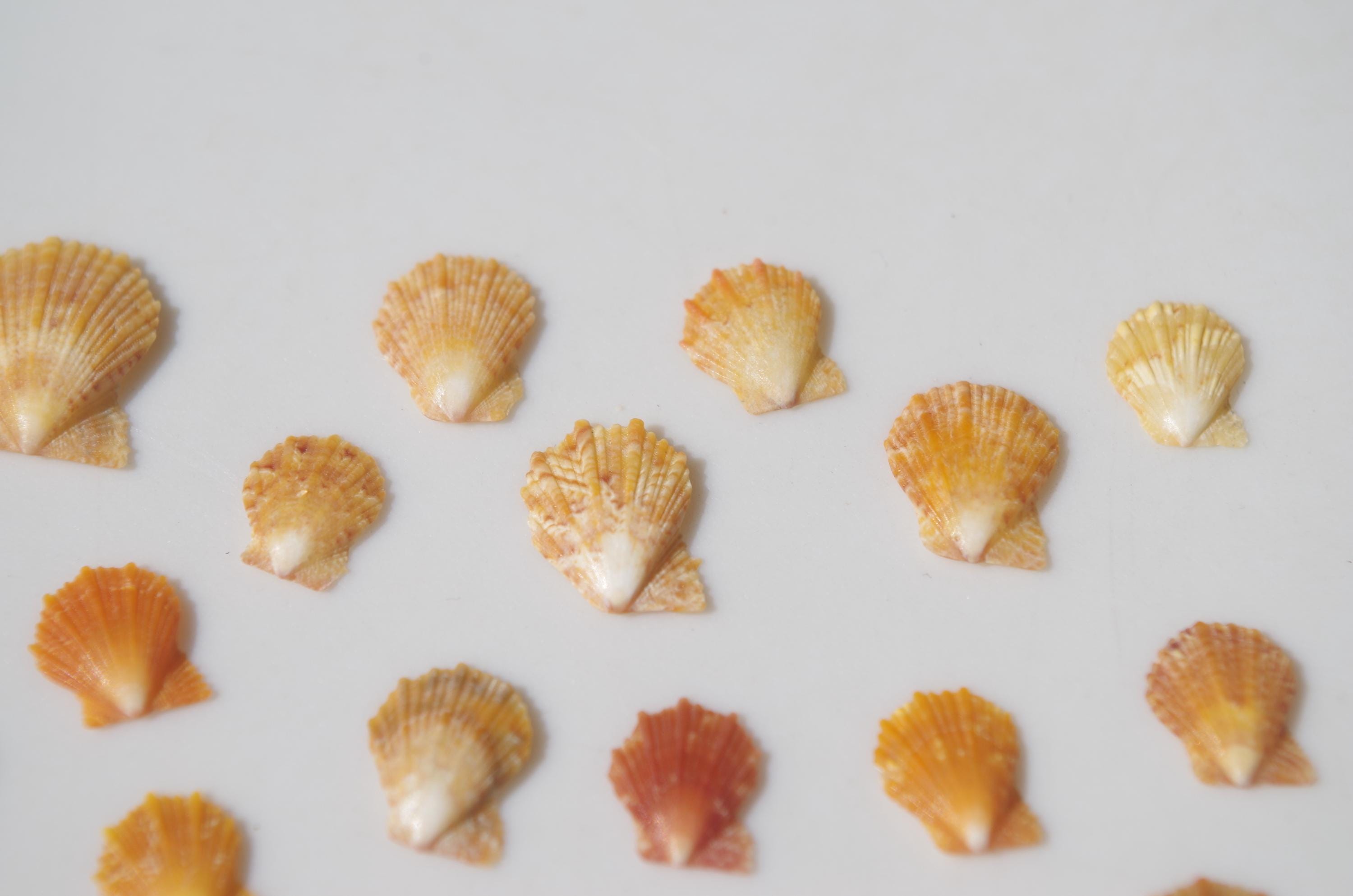 Tiny / RARE Type / Japanese Sea Shells / Japanese Pecten / 100％ Genuine ...