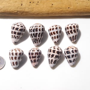 BIG Size Hebrew cone / Conus ebraeus / Small Japanese Cone shell / Sea shells / 100% Natural & Genuine #Z-82
