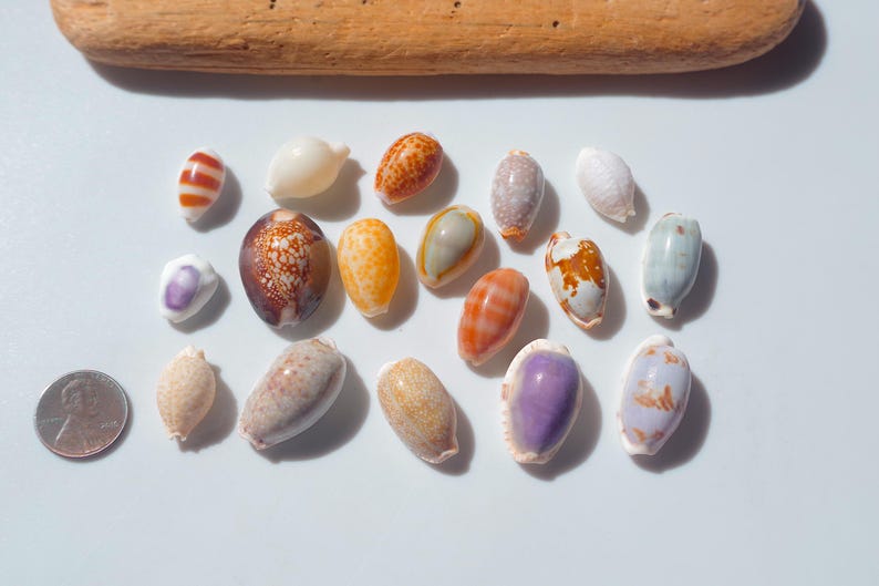 Various Cowrie / Japanese Cowry / Sea Shells / 100% Natural & Genuine ...