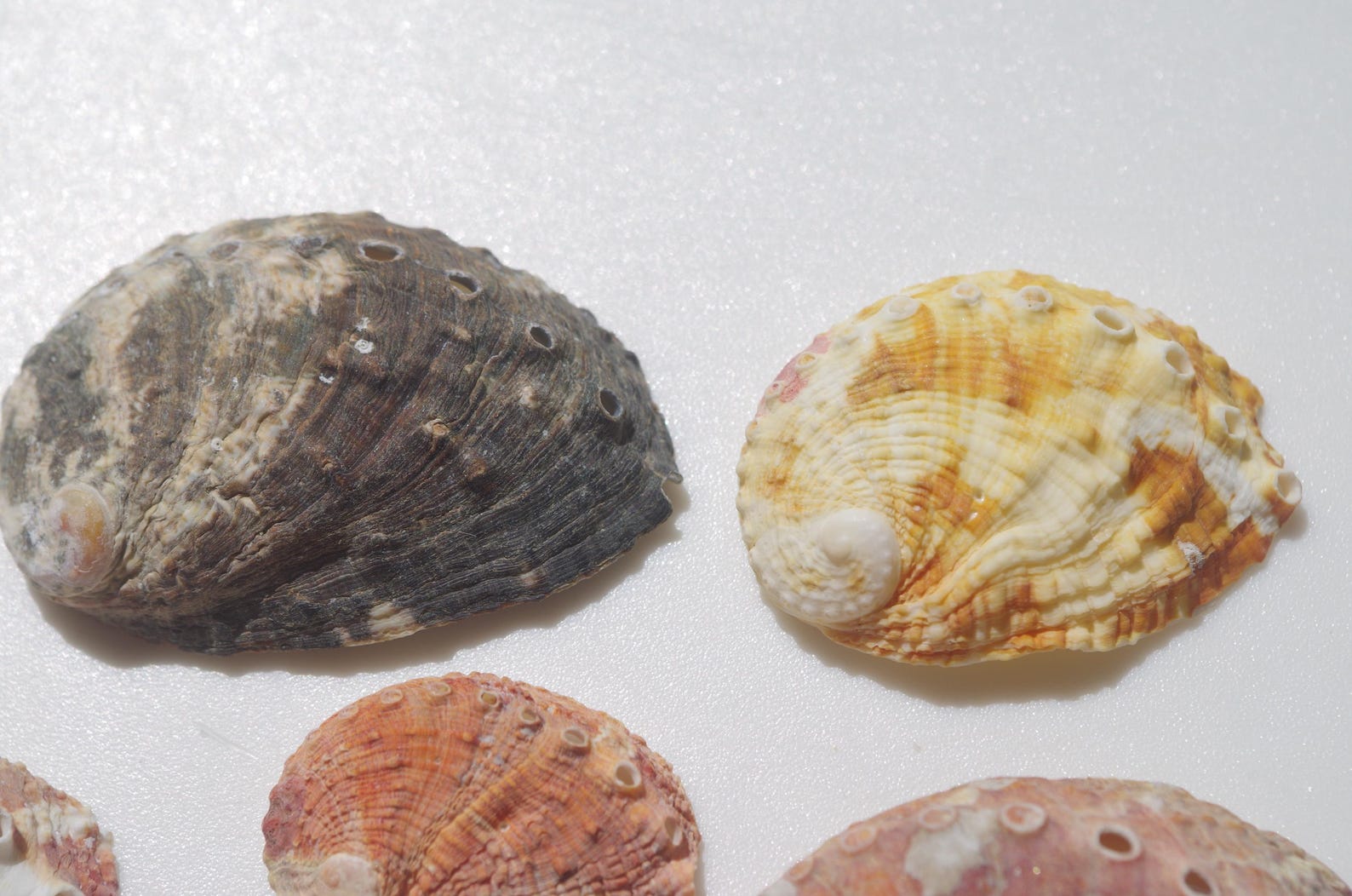 Japanese Abalone Shell / Sea Shells / 100% Natural & Genuine / for ...
