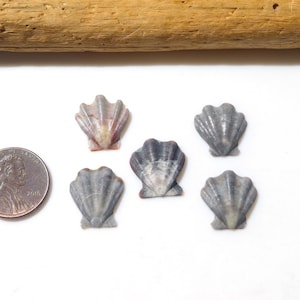 Könnte beinhalten: Fünf kleine, graue Muschelschnitzereien mit einer Münze zum Maßstab. Eine Muschel hat rosa Farbtöne. Ein Stück Treibholz liegt oben. Die Muscheln sind auf einer weißen Oberfläche angeordnet.