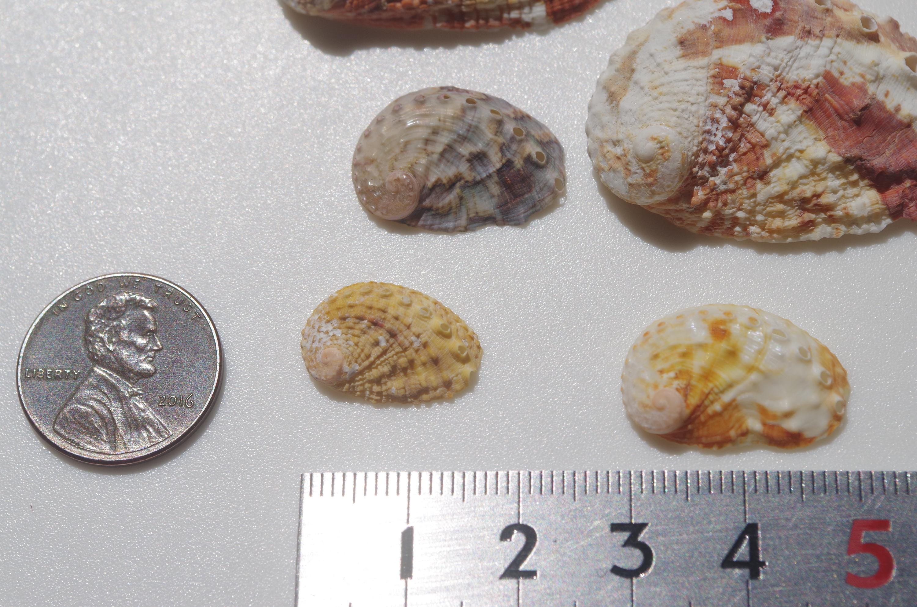 Japanese Abalone Shell / Sea Shells / 100% Natural & Genuine / for ...