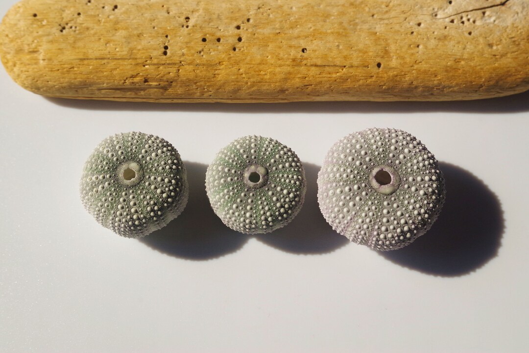 3pcs Japanese Sea Urchins / Echinostrephus / Sea Shell / 100 Etsy
