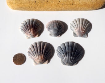 Gray Color / Japanese sea shells / Japanese Scallop / Pecten sinensis puncticulatus / 100％ Natural ＆ Genuine #D-54