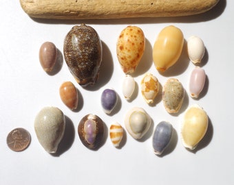 BIG & Middle Various Cowrie / Japanese Cowry / Sea shells / 100% Natural, Genuine / For Collections, Specimens #I-40