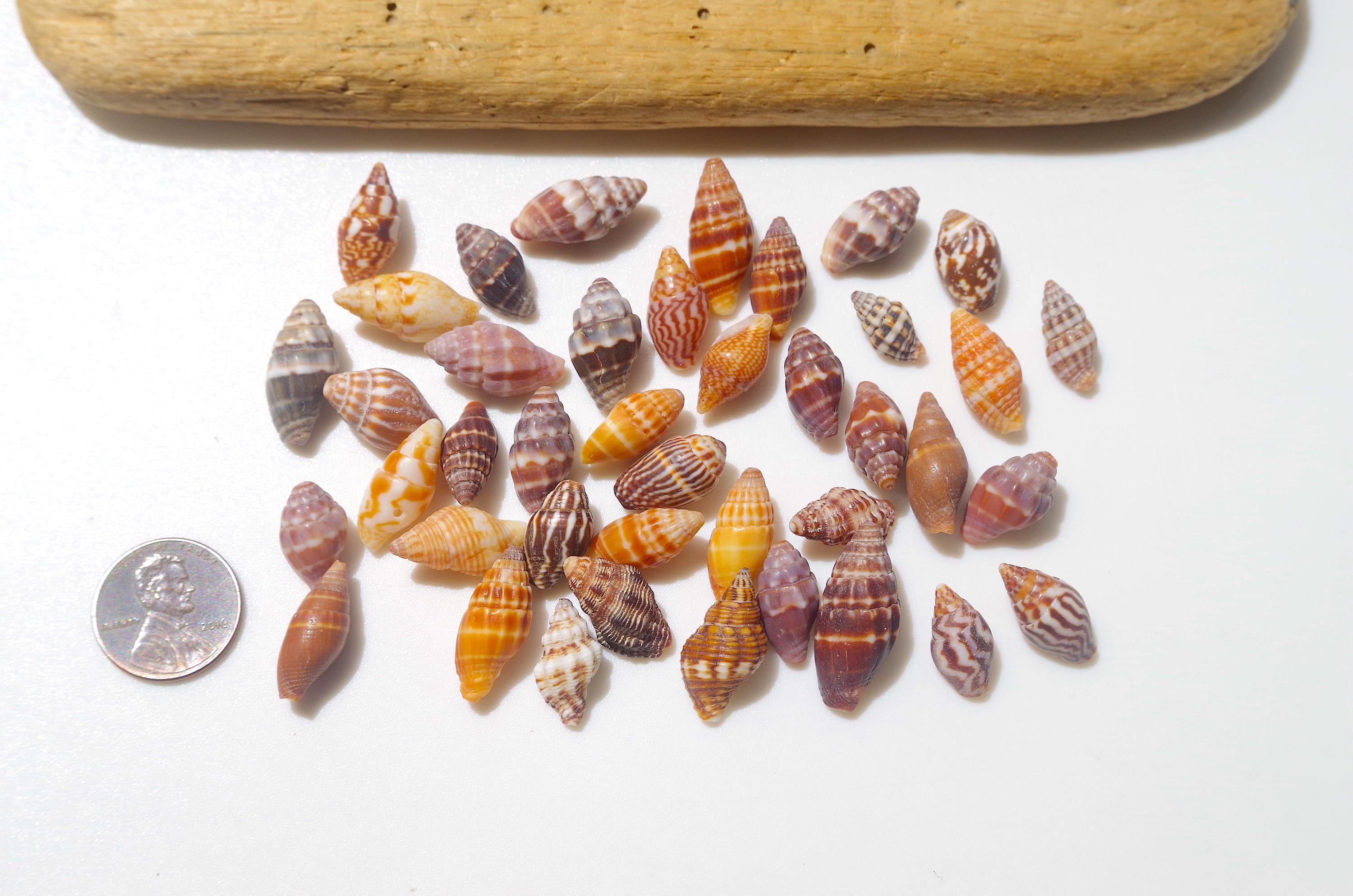 自然な形状の貝殻 Various sea snail / Japanese spiral shell / Sea shells / 100