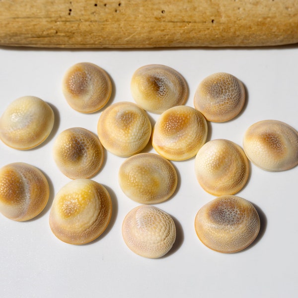 Japanese Turban shell lid / Sea shells / 100% Natural & Genuine / For Collections, Specimens #H-88
