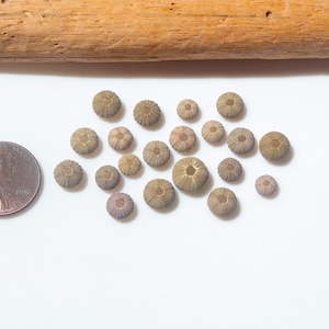May include: A collection of twenty small, round, tan-colored sea urchin fossils arranged in a cluster next to a copper-colored United States one-cent coin for scale. Each fossil features a distinct radial pattern and a textured, porous surface.