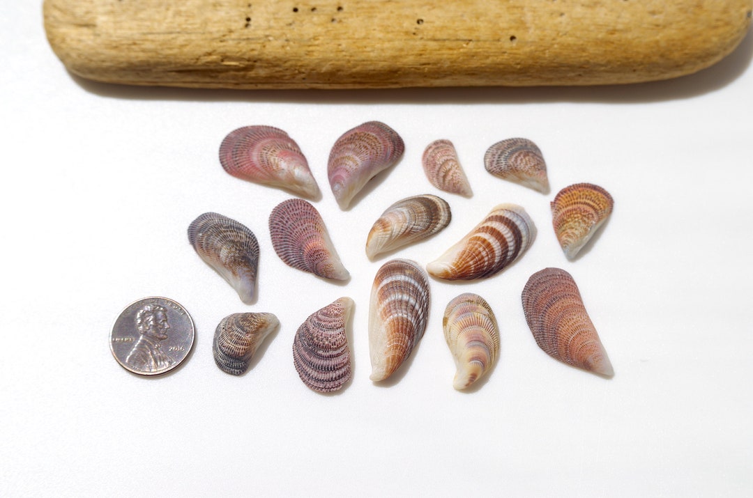 RARE Japanese Mussel / Sea Shells / 100 Natural , Genuine / for