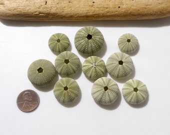 Japanese green sea urchins / Hemicentrotus pulcherrimus / 100％ Natural & Genuine #J-67