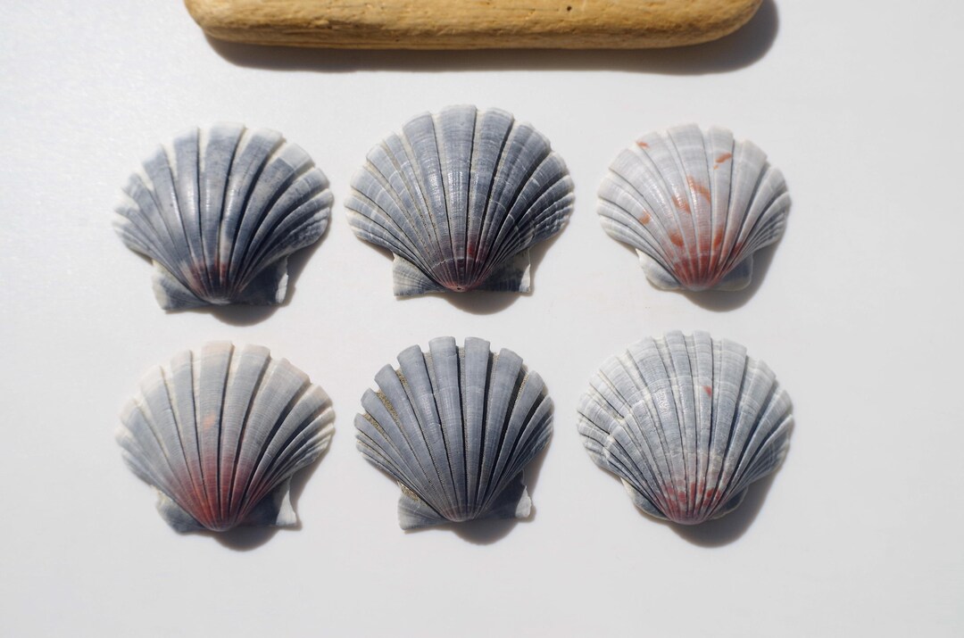 RARE Gray Color / Japanese Sea Shells / Japanese Scallop / Pecten ...