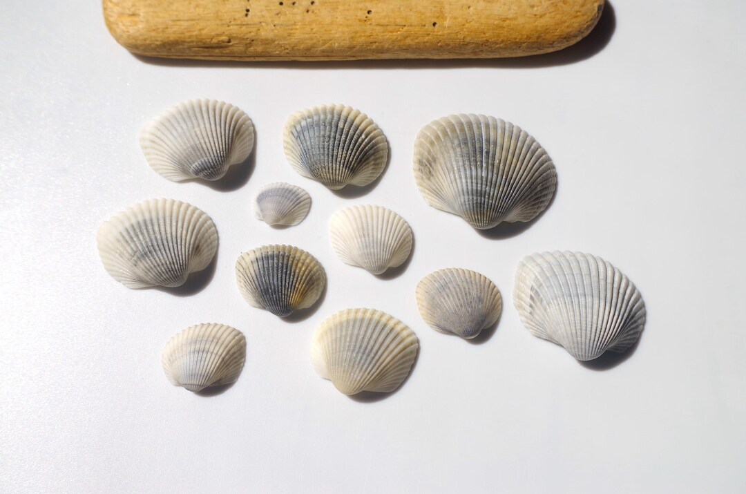 Gray Color / Japanese Sea Shells / Japanese Scallop / Pecten Sinensis ...