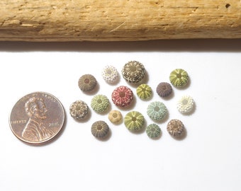 Various types / Japanese sea urchin shells / 100% Natural & Genuine #I-35