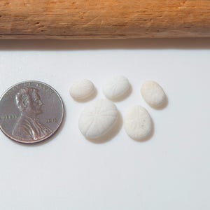 May include: Five small, white, oval-shaped sea urchin fossils with radial patterns on their surfaces, arranged next to a copper-colored United States one-cent coin for scale. The fossils have a matte, textured appearance and vary in size.
