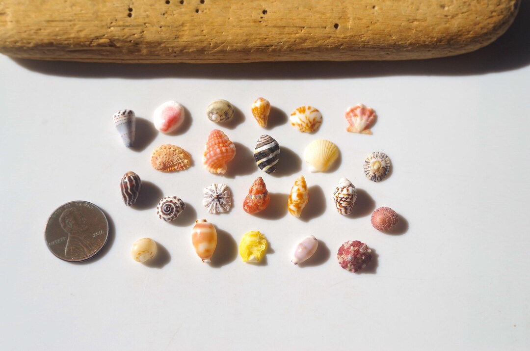 Tiny / Various Japanese Shell / Sea Shells / 100% Natural & Genuine ...