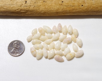 Pale white color / Japanese Cowry / Sea shells / 100% Natural , Genuine / For Collections, Specimens #N-28