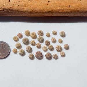 May include: A collection of small, round, tan and brown sea urchin spines arranged on a white surface next to a copper-colored United States penny for scale. Each piece features a central hole and radial patterns on the exterior surface.