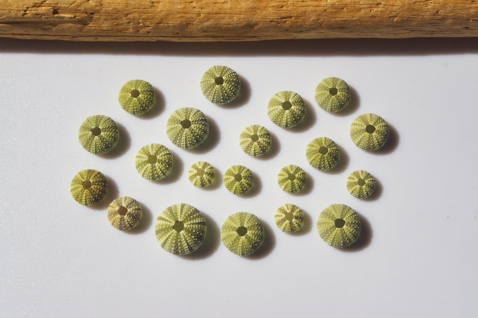 20pcs Japanese Sea Urchins / Hemicentrotus Pulcherrimus / 100 Etsy