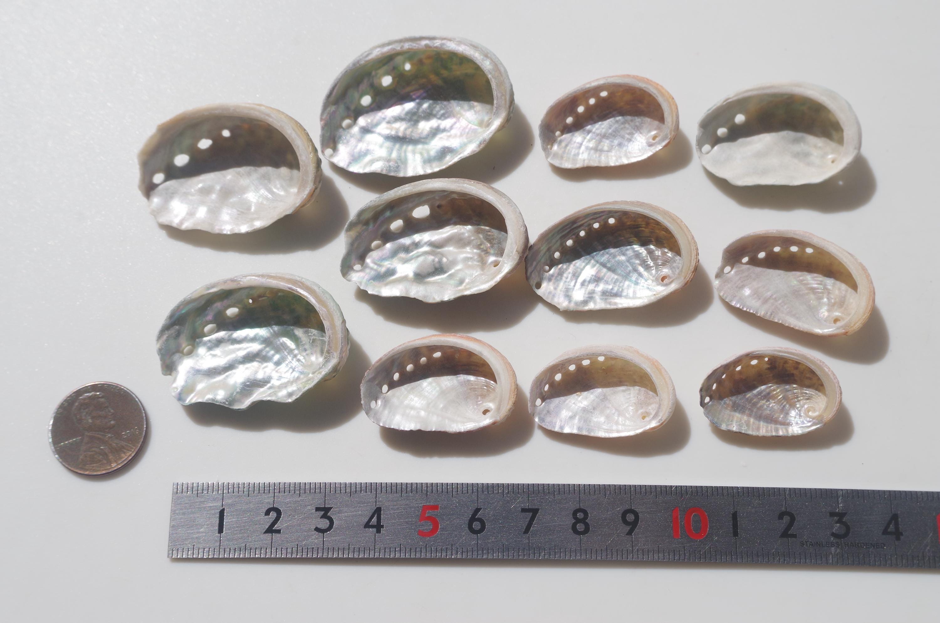 Japanese Abalone Shell / Sea Shells / 100% Natural & Genuine / for ...
