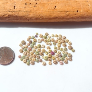 SUPRE Tiny Various types / Japanese sea urchin shells / 100% Natural & Genuine #Q-84