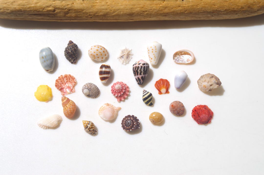 Small Various Japanese Shell / Sea Shells / 100% Natural & Genuine ...