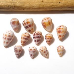 Not perfect condition / Brown Hebrew cone / Conus ebraeus / Small Japanese Cone shell / Sea shells / 100% Natural & Genuine #A-140