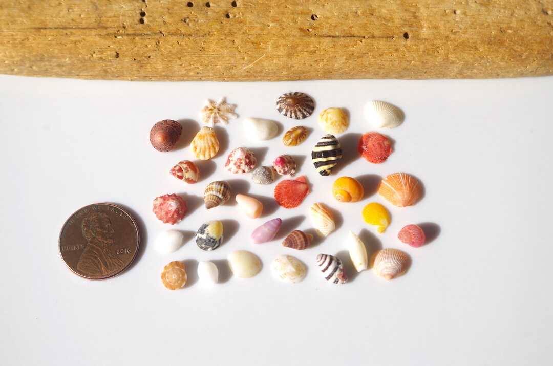Tiny Various Japanese Shells / Seashells From Japan Sea / 100 Natural ...
