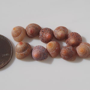 Tiny Beautiful clanculus / Clanculus margaritarius / Japanese sea shells / 100 Natural Genuine Z-54 Bild 6