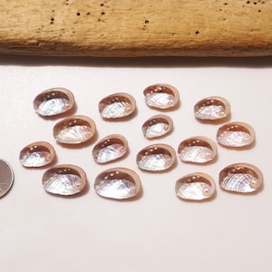 Tiny Japanese Abalone shell  / Sea shells / 100% Natural & Genuine / For Collections, Specimens #J-17