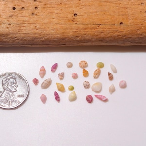 Puede incluir: Una colección de diminutas conchas marinas multicolores en tonos rosa, amarillo, blanco y marrón, dispuestas junto a una moneda estadounidense de un centavo para mostrar la escala. Las conchas varían en forma, incluyendo espirales y conos.