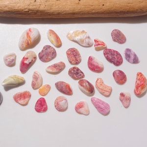 Puede incluir: Una colección de pequeñas conchas marinas lisas y multicolores en tonos rosa, rojo, blanco y morado, dispuestas sobre una superficie blanca junto a una moneda de un centavo estadounidense para escala, con madera flotante arriba.
