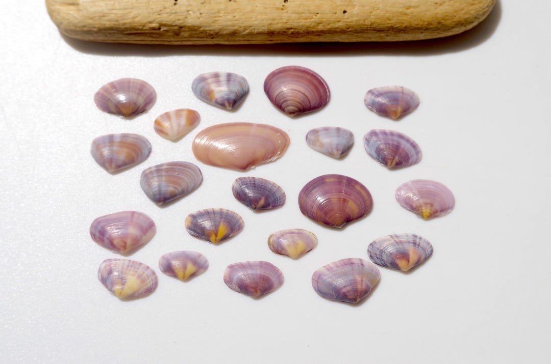 SUPER RARE / Purple Color Shell / Japanese Sea Shells / Sea Mussels ...