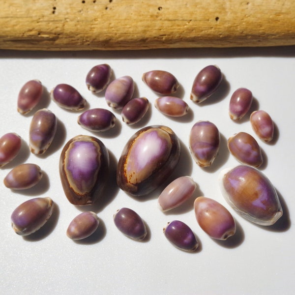 Purple color / Japanese Cowry / Sea shells / 100% Natural , Genuine / For Collections, Specimens #A-41