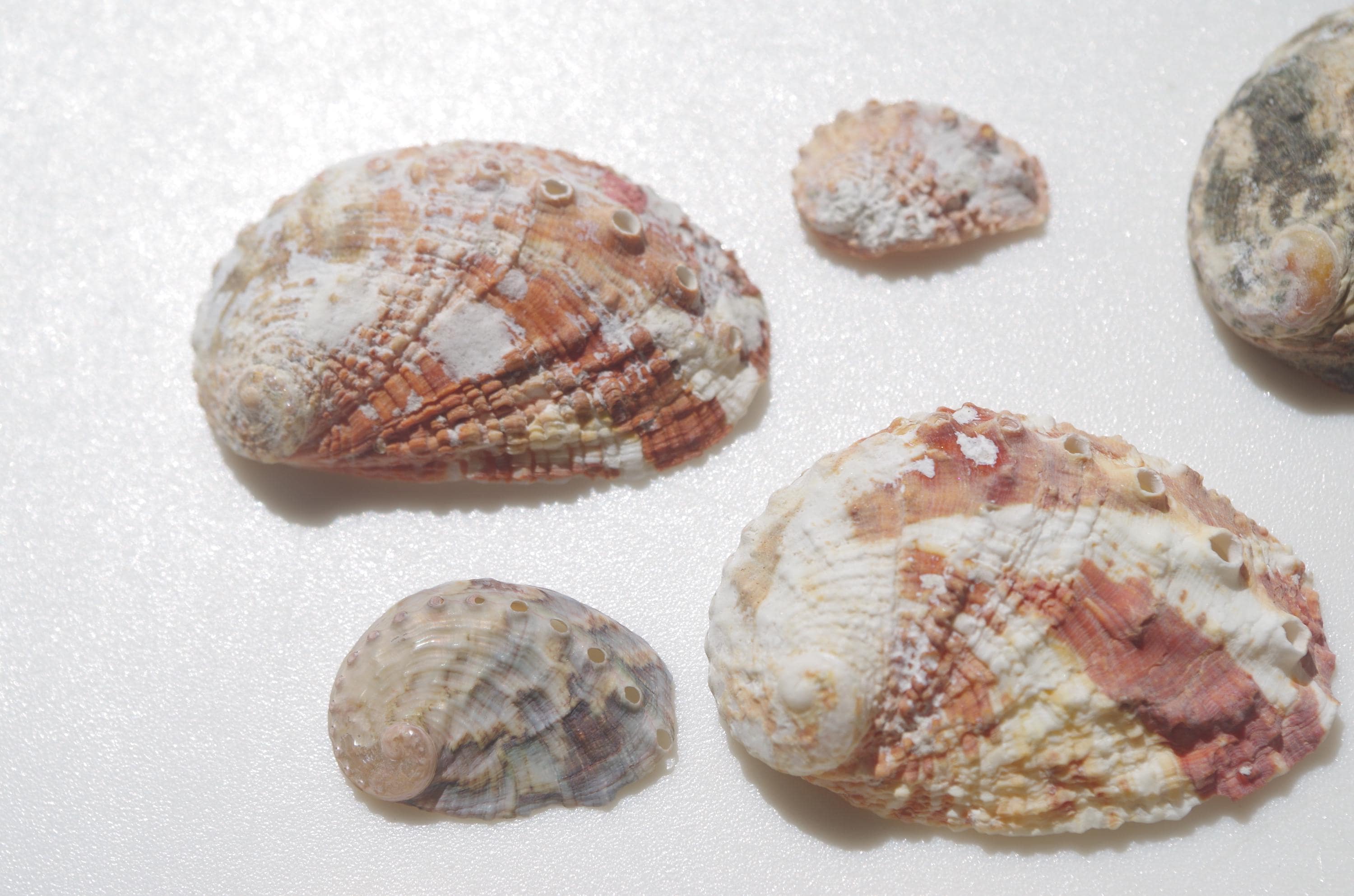Japanese Abalone Shell / Sea Shells / 100% Natural & Genuine / for ...