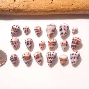 May include: A collection of seventeen small cone shells with white, brown, and tan mottled patterns arranged in rows, accompanied by a United States one-cent coin for scale, positioned below a piece of light brown driftwood.