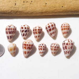Brown Hebrew cone / Conus ebraeus / Small Japanese Cone shell / Sea shells / 100% Natural & Genuine #A-139