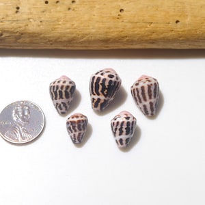 RARE pattern / Hebrew cone / Conus ebraeus / Small Japanese Cone shell / Sea shells / 100% Natural & Genuine #Z-58