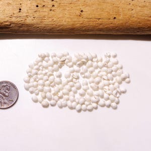 SUPER Tiny / White Color / Japanese shell / Sea shells / 100% Natural & Genuine / For Collections, Specimens #J-74