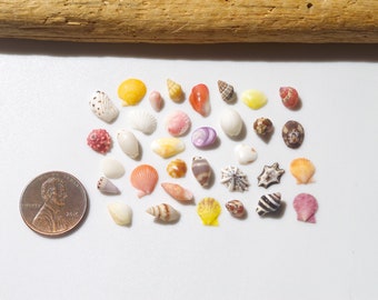 Tiny / Various Japanese shell / Sea shells / 100% Natural & Genuine / For Collections, Specimens #I-36